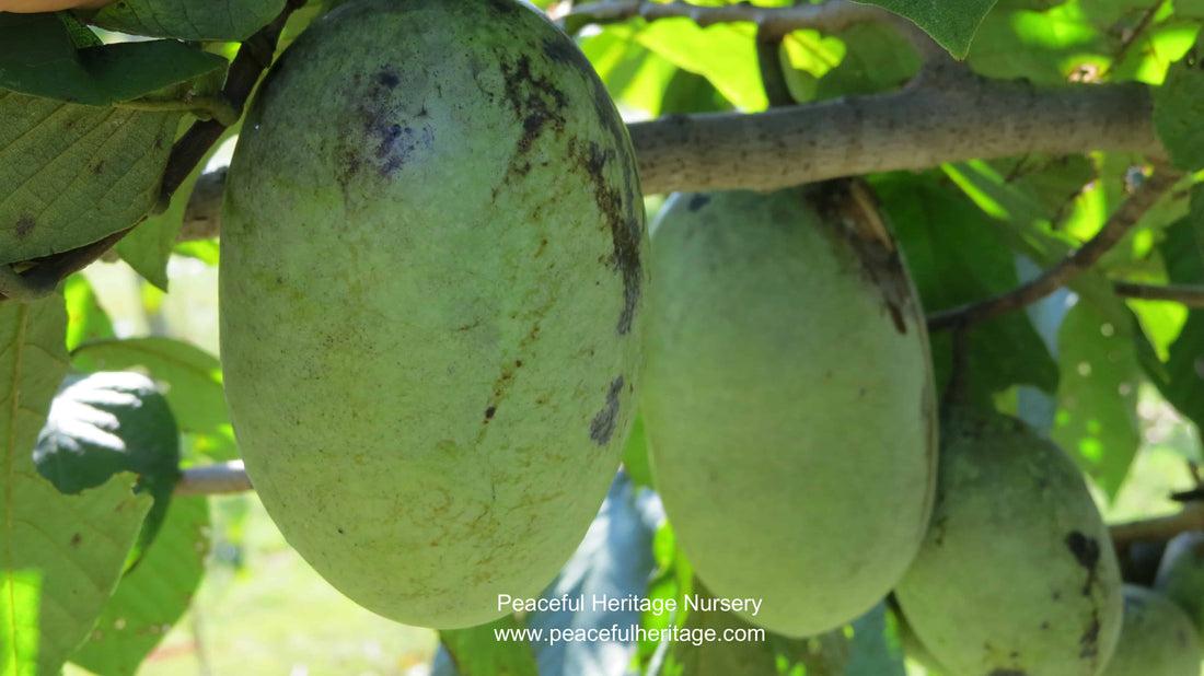 At Peaceful Heritage, We REALLY Like Pawpaws…..