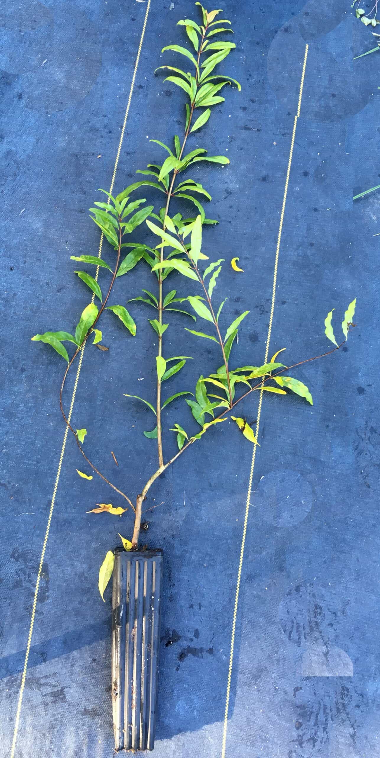 Medovyi Vasha Pomegranate - NATURALLY GROWN