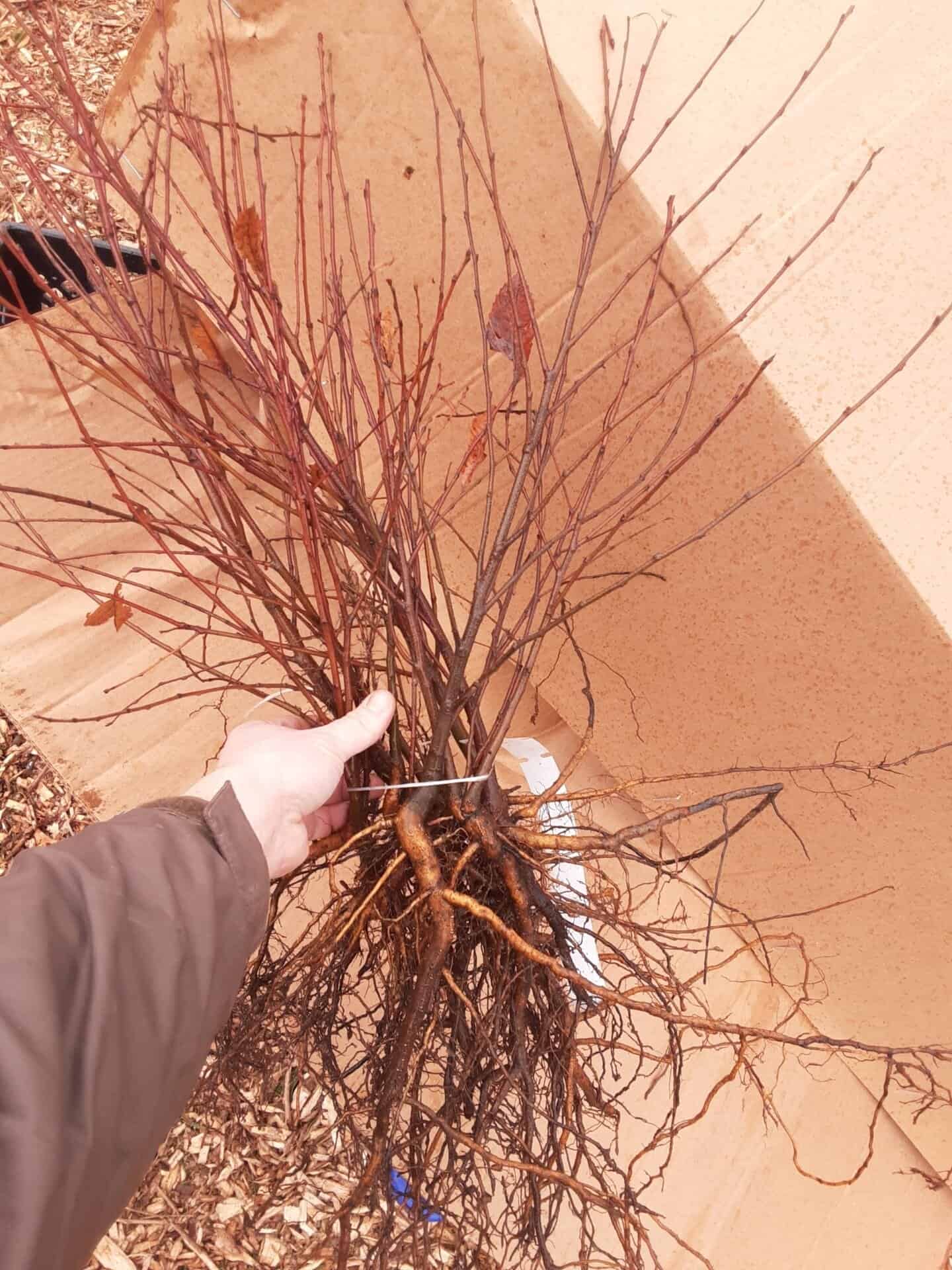 Allegheny Chinkapin - Dwarf Chestnut (Castanea pumila)