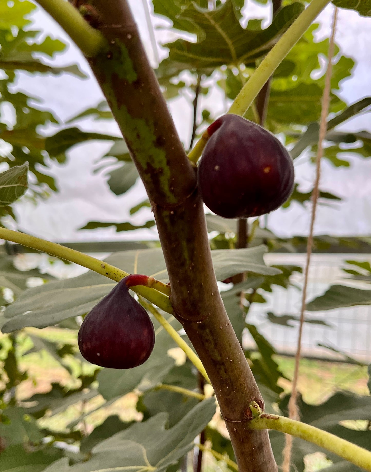 Malta Black Fig Tree - Naturally Grown