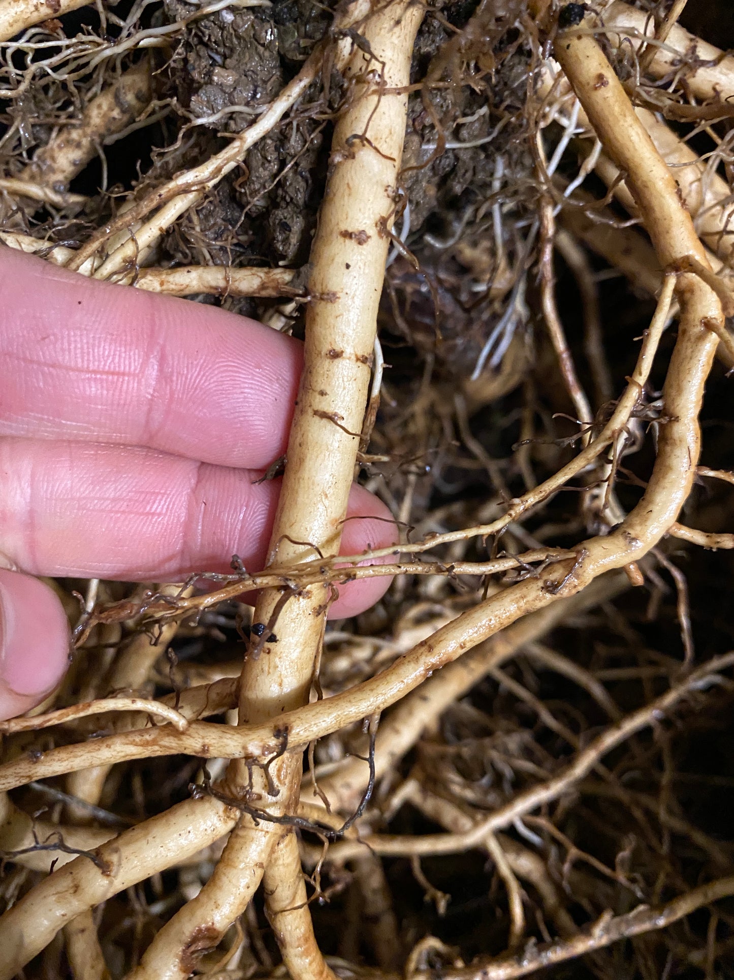 Elderberry Roots - NATURALLY GROWN