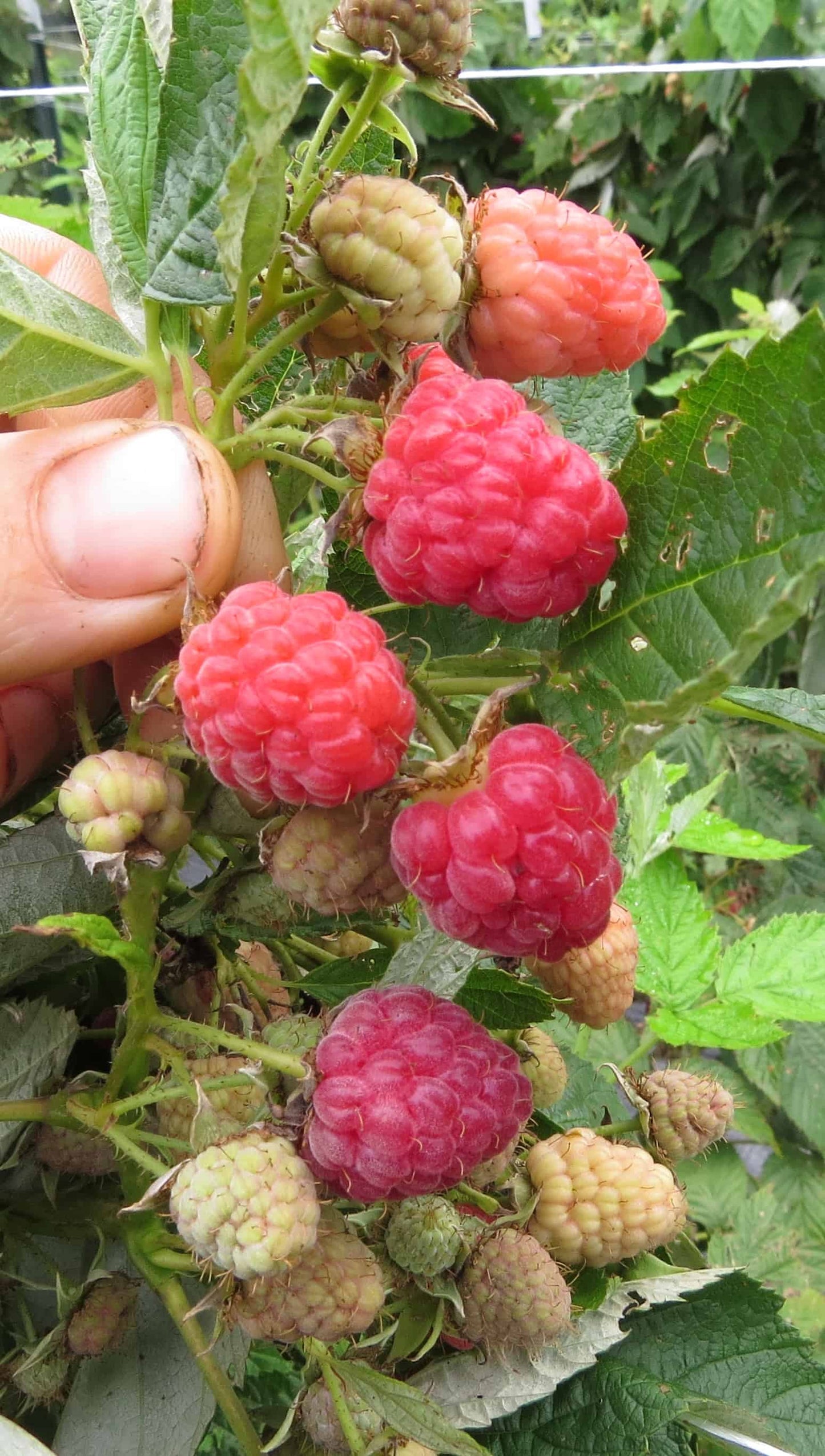 Caroline Red Raspberry - Bundles