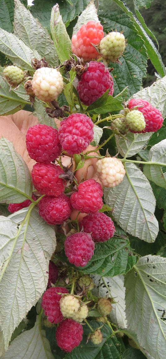 Caroline Red Raspberry Bundles | Peaceful Heritage Nursery