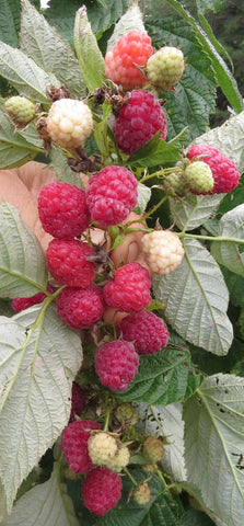Caroline Red Raspberry - Bundles