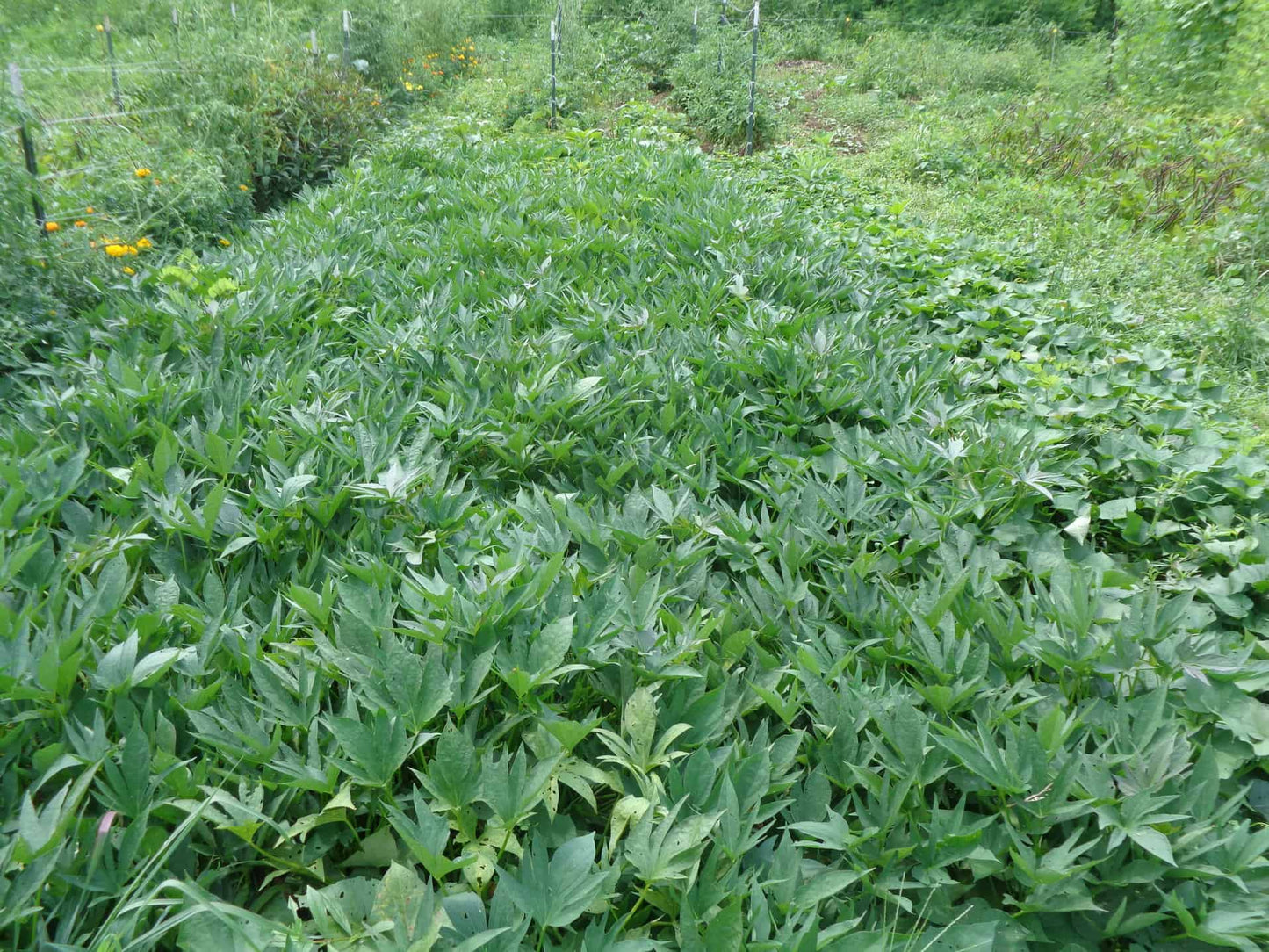 Sweet Potato Starts - 'Amish Beauregard' - NATURALLY GROWN