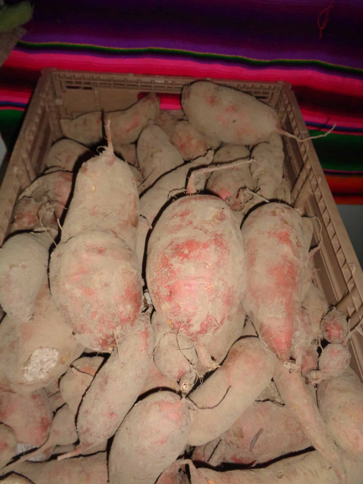 Sweet Potato Starts - 'Amish Beauregard' - NATURALLY GROWN