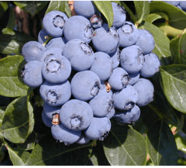 Duke Blueberry