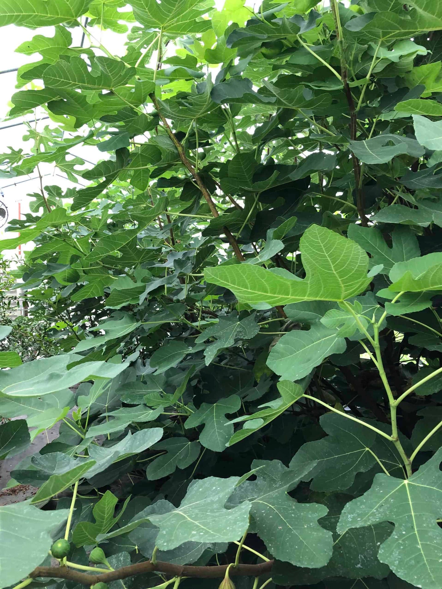 Fig Cuttings (Green Wood)
