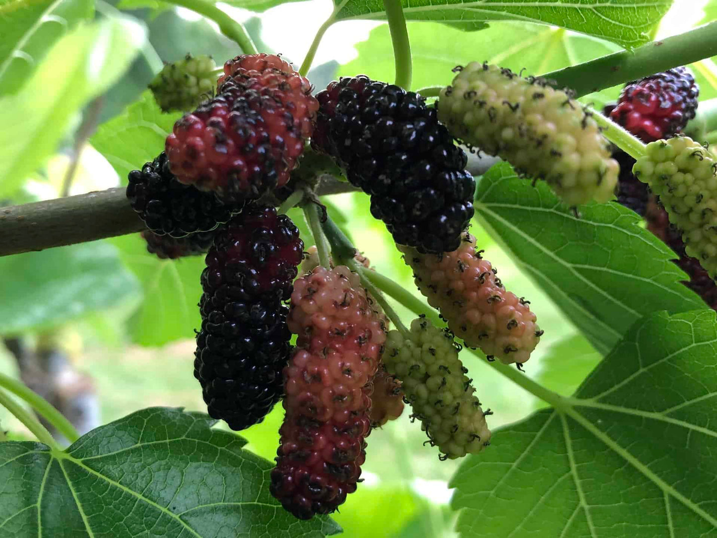 Taylor 1 Mulberry | Peaceful Heritage Nursery