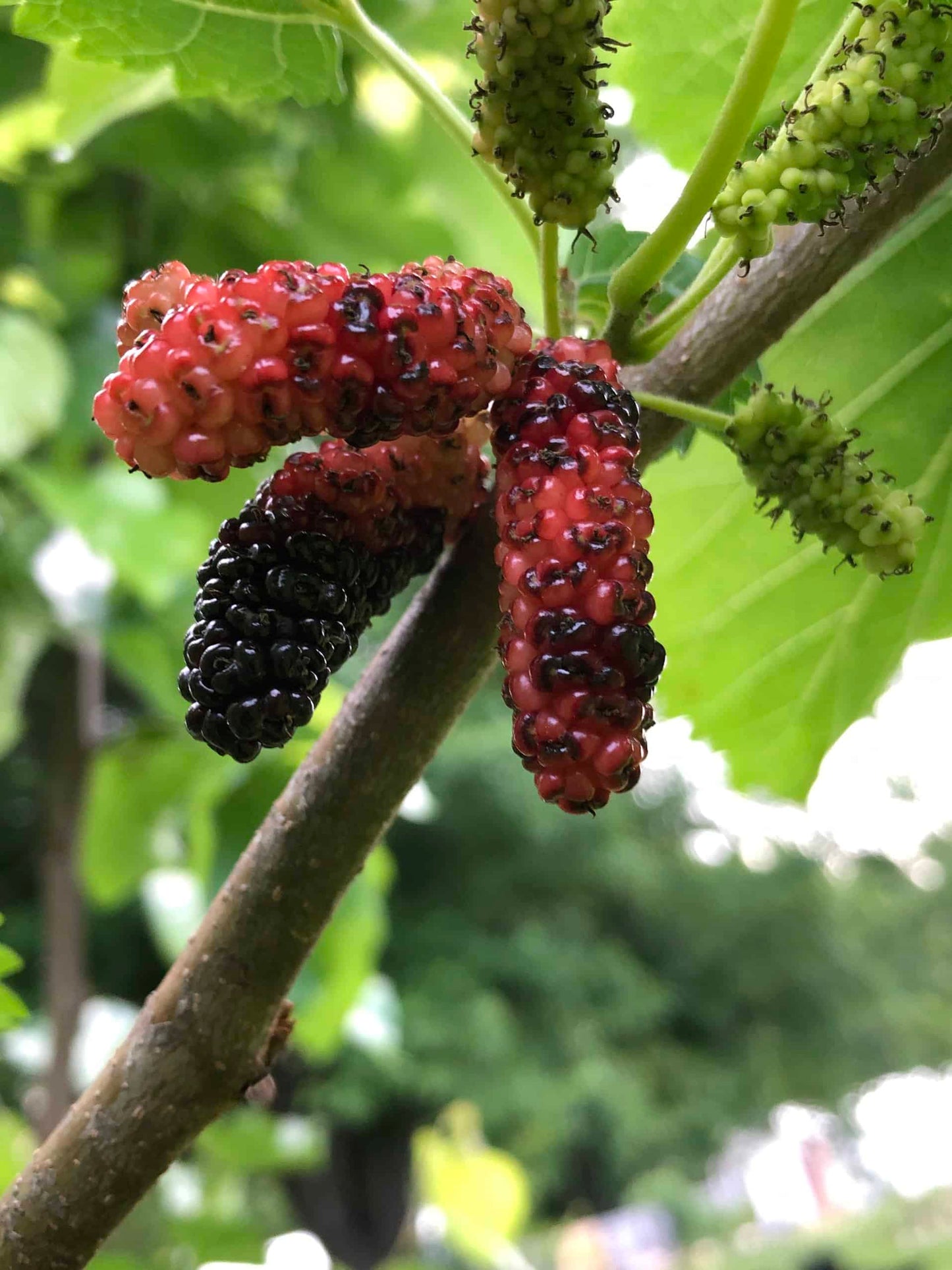 Taylor 1 Mulberry | Peaceful Heritage Nursery