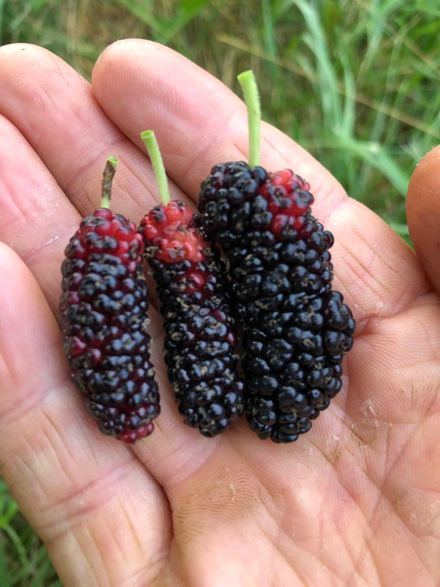 Taylor 1 Mulberry | Peaceful Heritage Nursery