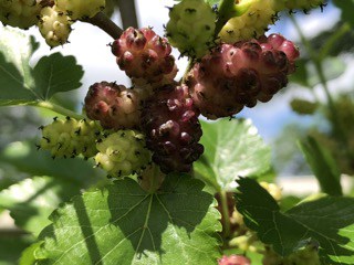 Viola's Lavender Mulberry Tree - Naturally Grown