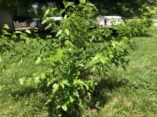 Viola's Lavender Mulberry Tree - Naturally Grown