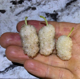 Vajra Mulberry Tree - Naturally Grown