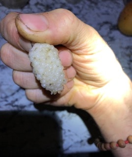 Vajra Mulberry Tree - Naturally Grown