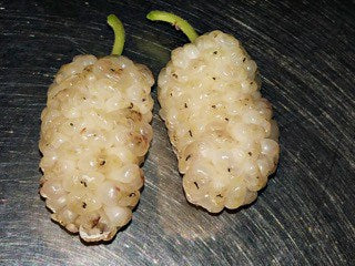 Vajra Mulberry Tree - Naturally Grown