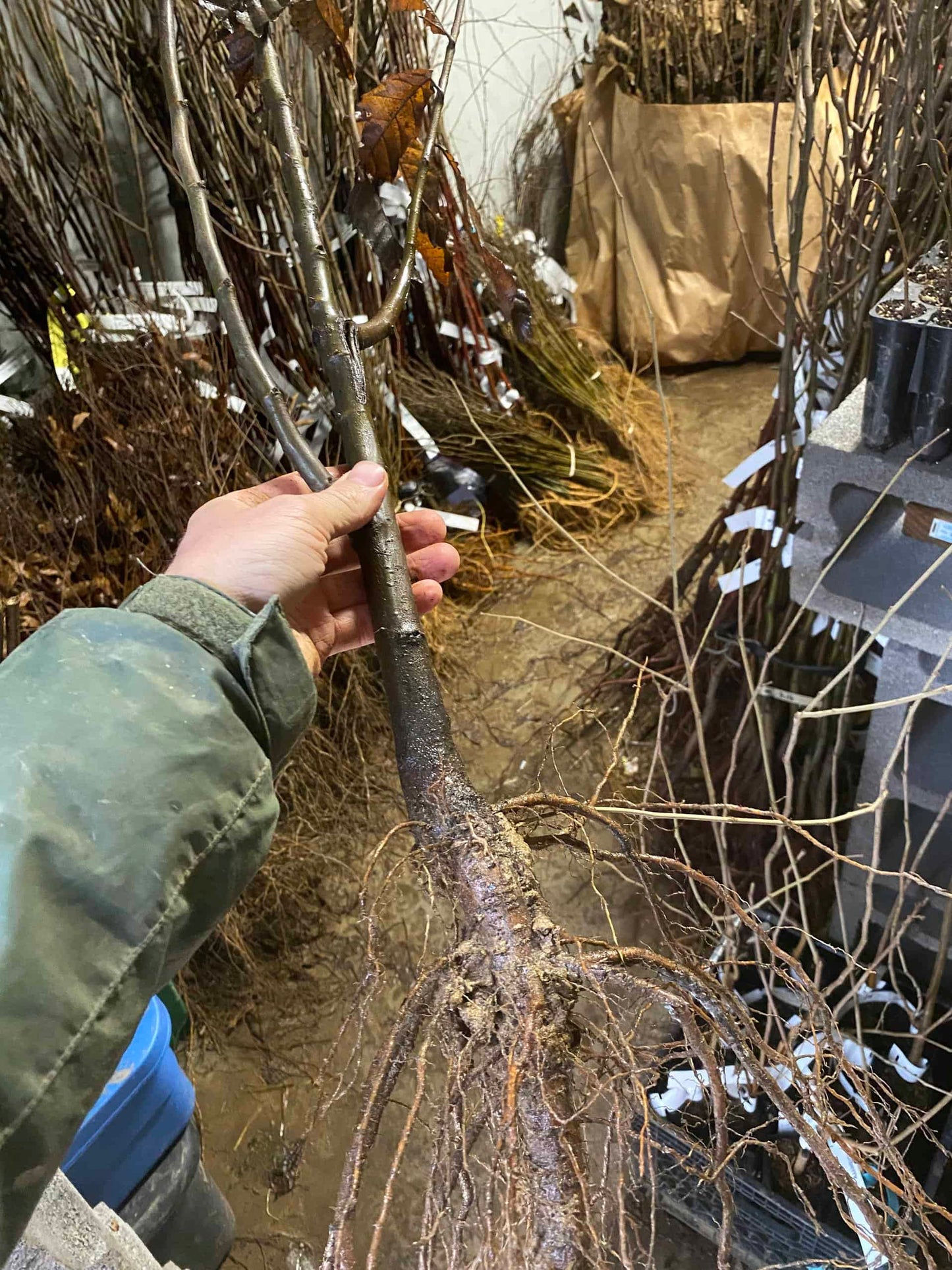 American-Asian Hybrid Chestnut Tree
