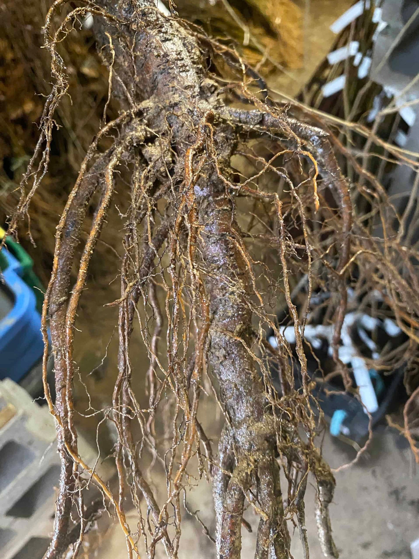 American-Asian Hybrid Chestnut Tree