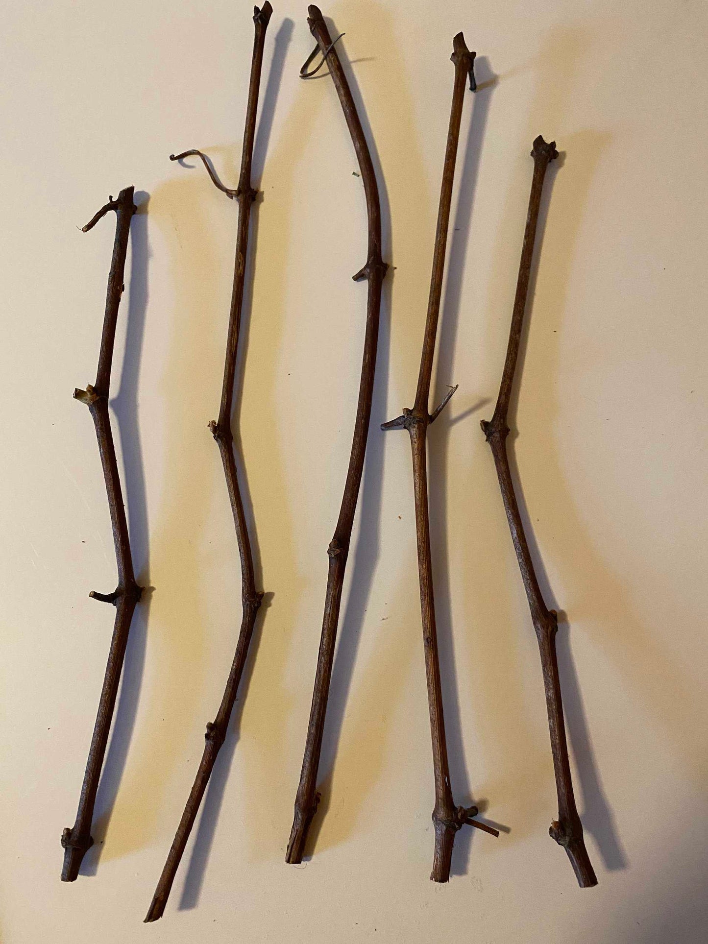 Munson Grape Cuttings Bundles | Peaceful Heritage Nursery