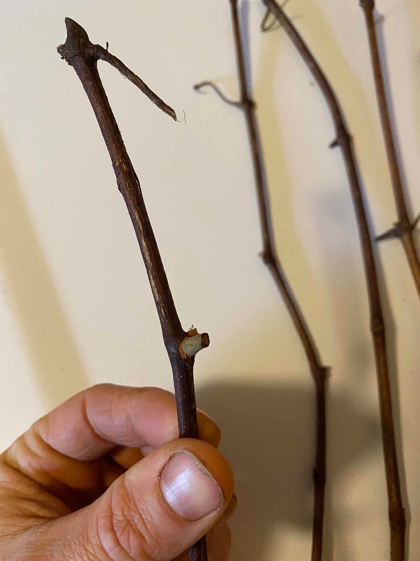 Munson Grape Cuttings Bundles | Peaceful Heritage Nursery