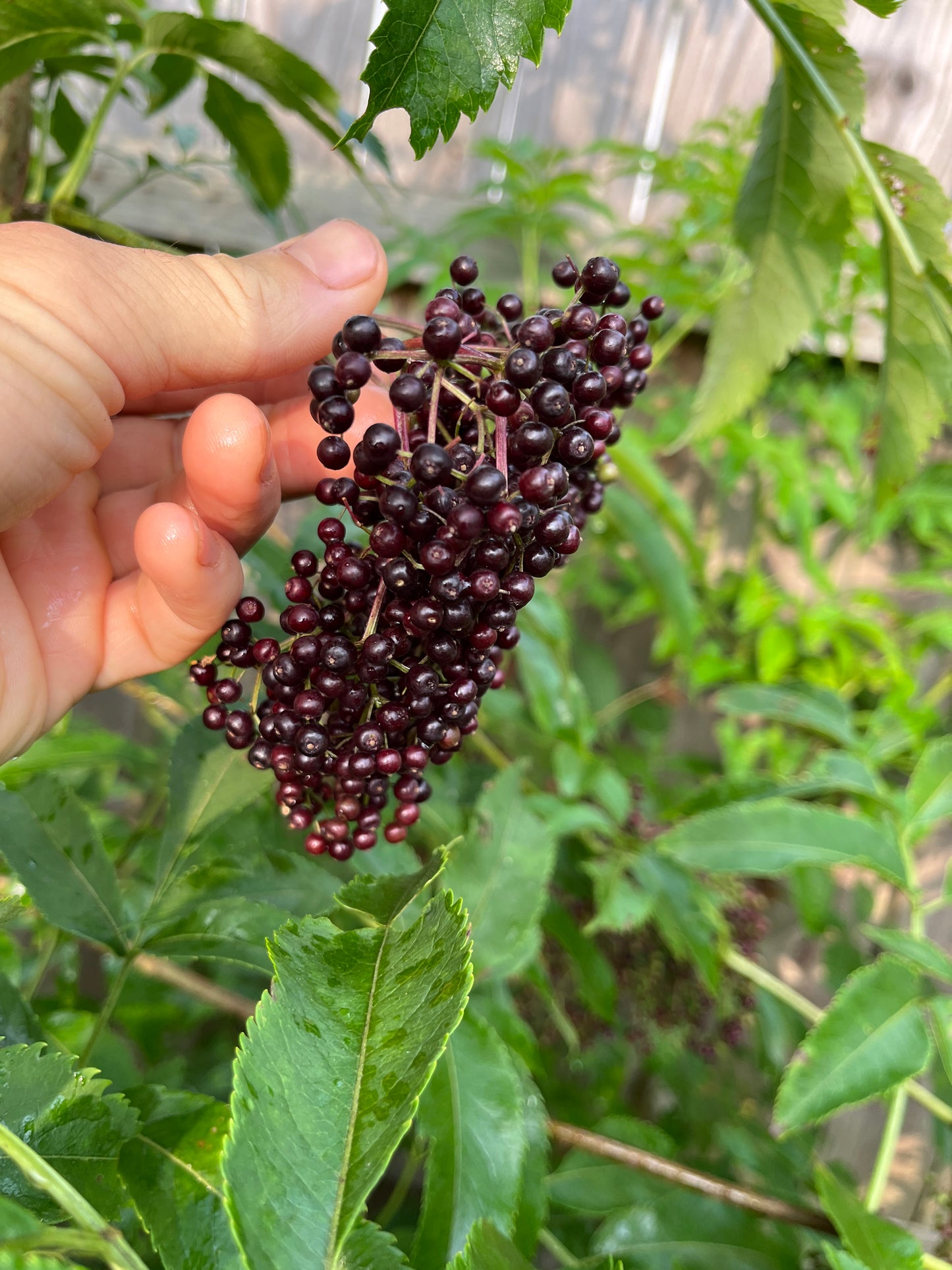 Ranch Dwarf Elderberry - NATURALLY GROWN