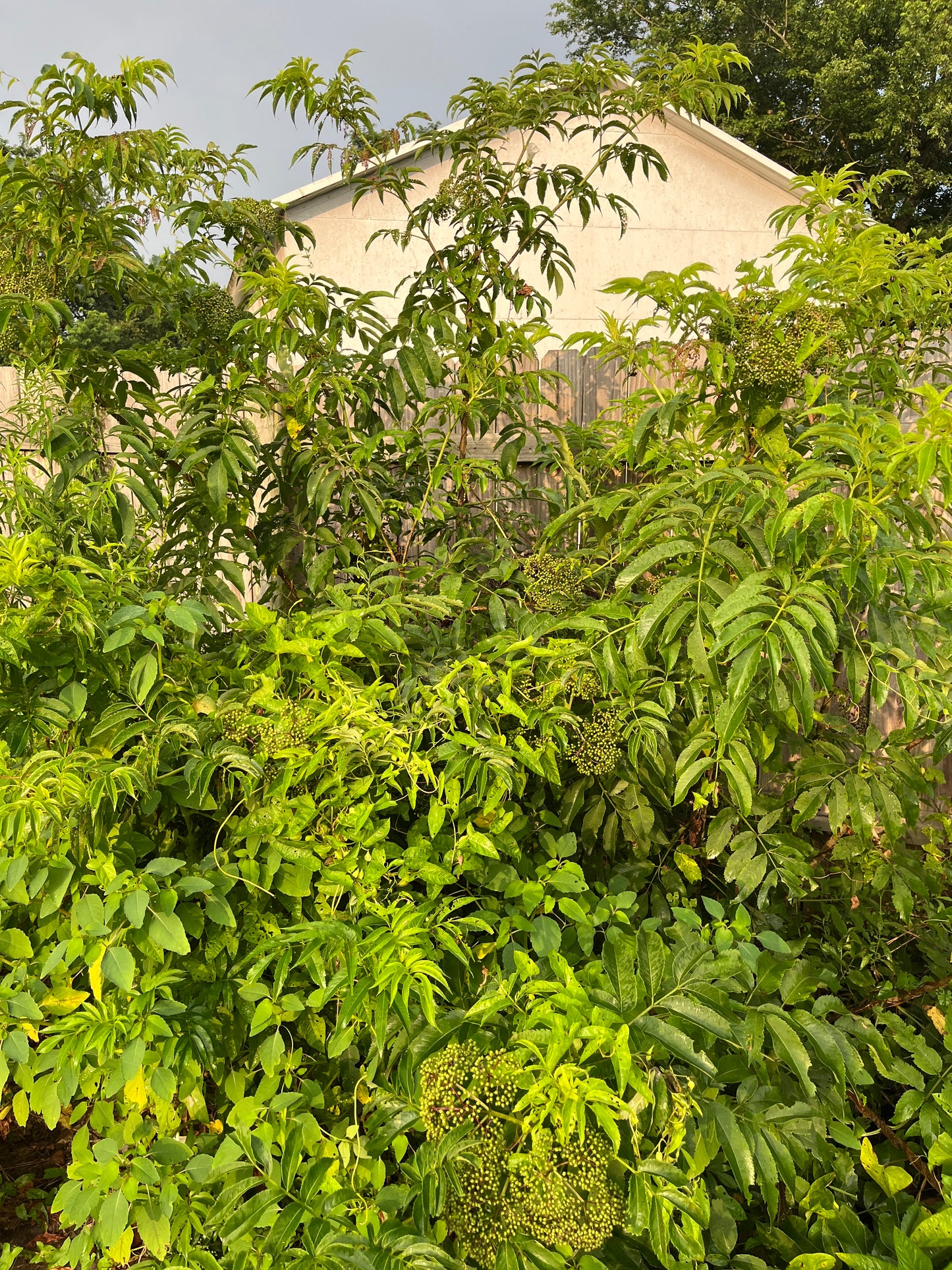 Ranch Dwarf Elderberry - NATURALLY GROWN