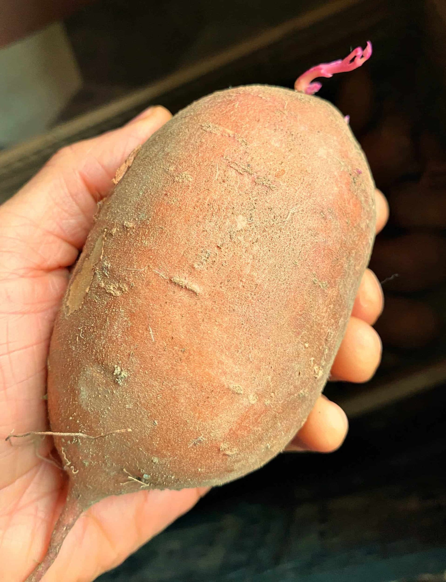 Sweet Potato Starts - 'Amish Beauregard' - NATURALLY GROWN
