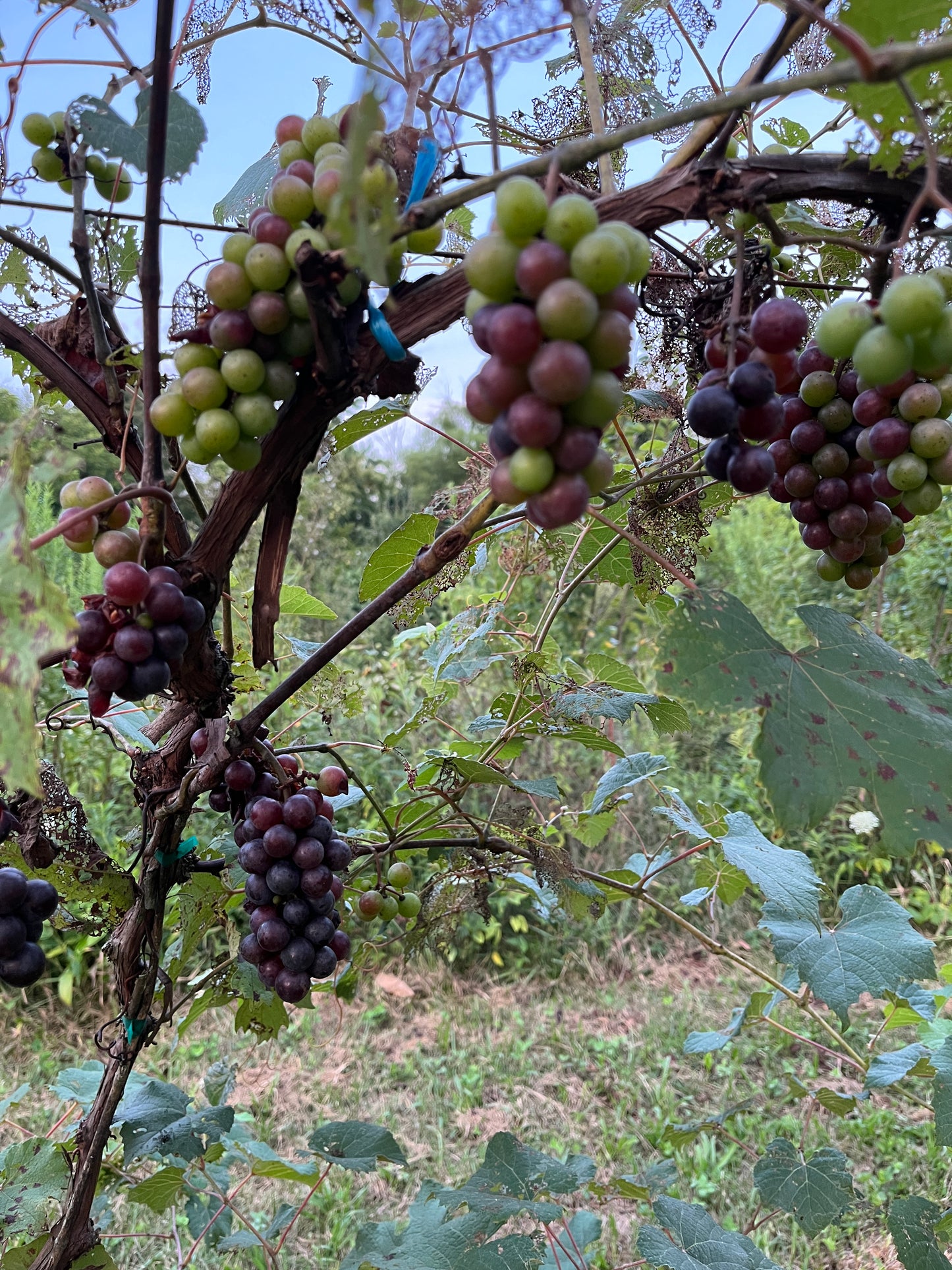 America Grape - Naturally Grown