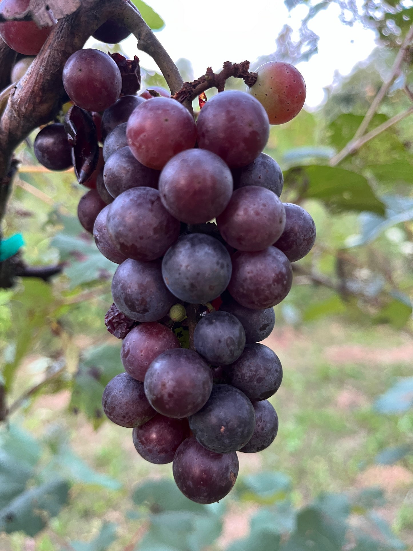 America Grape - Naturally Grown