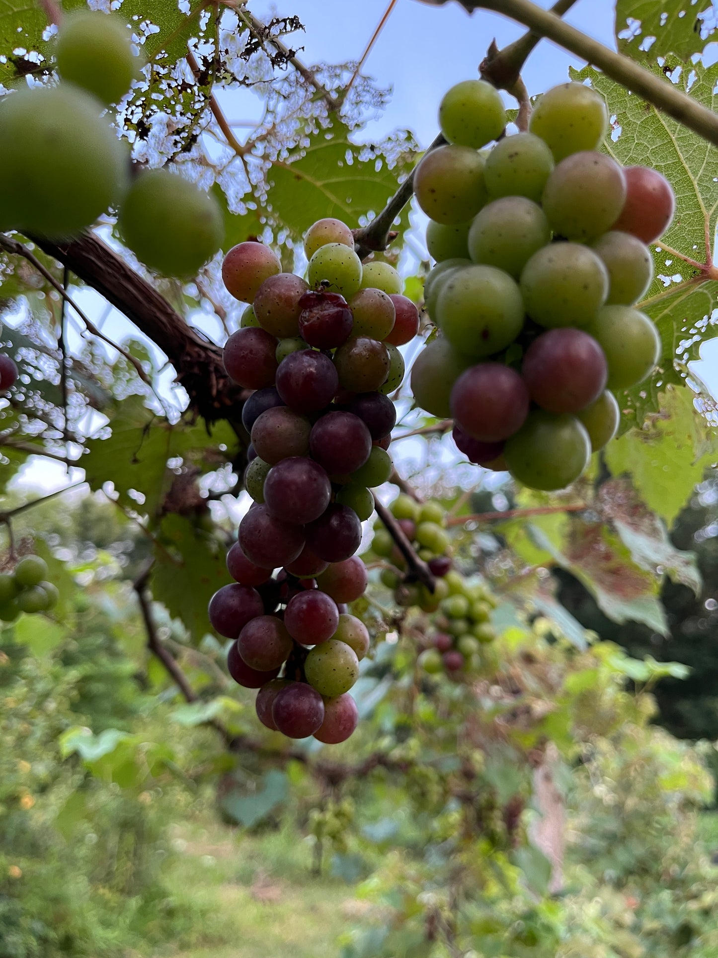 America Grape - Naturally Grown