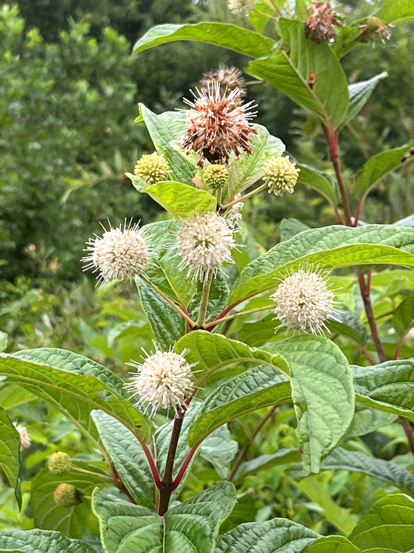 Buttonbush Cephalanthus Occidentalis | Peaceful Heritage Nursery