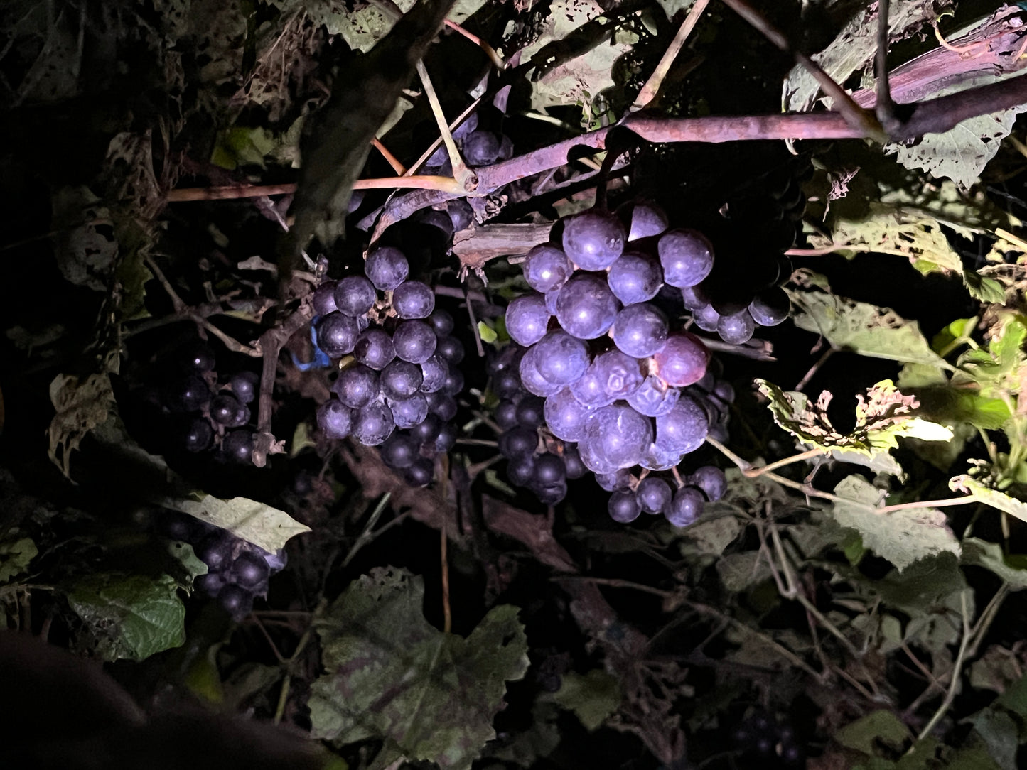 America Grape - Naturally Grown