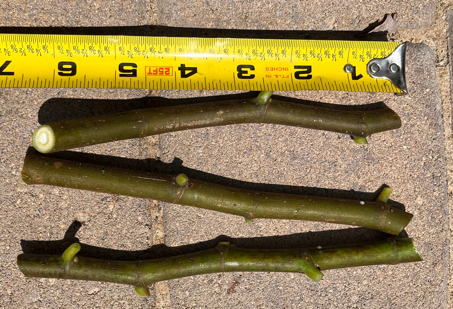 Fig Cuttings (Green Wood)