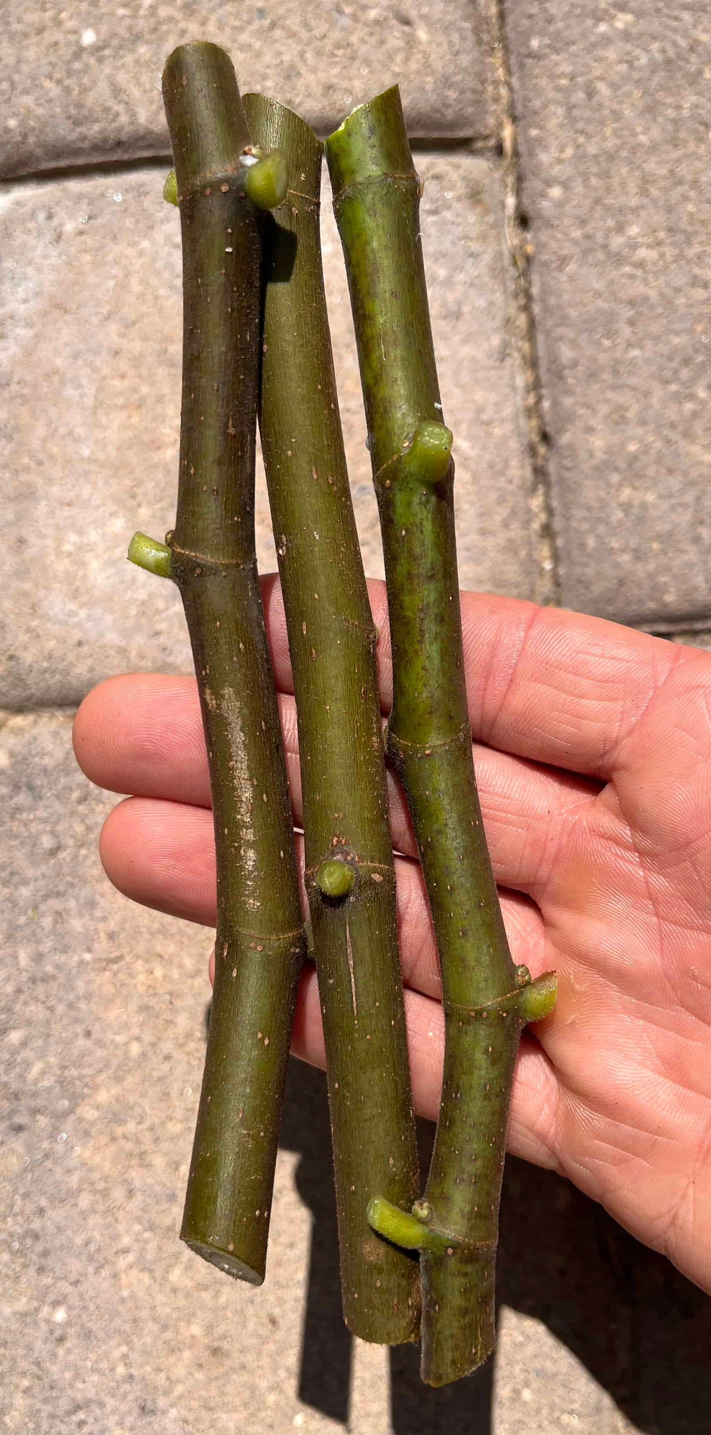 Fig Cuttings (Green Wood)