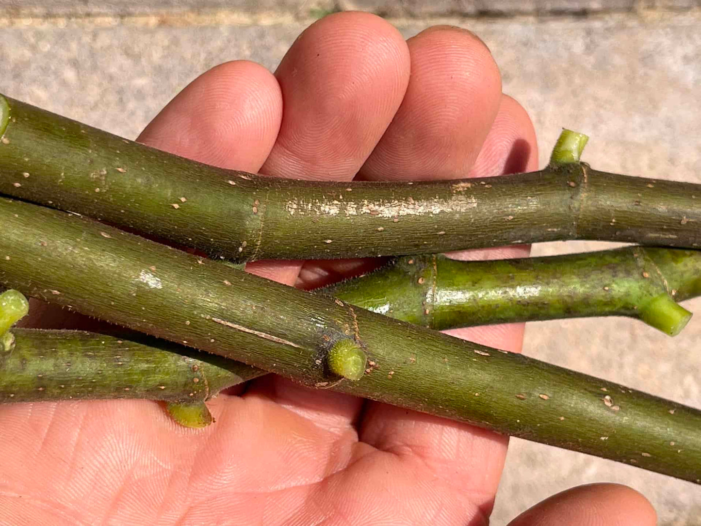 Fig Cuttings (Green Wood)