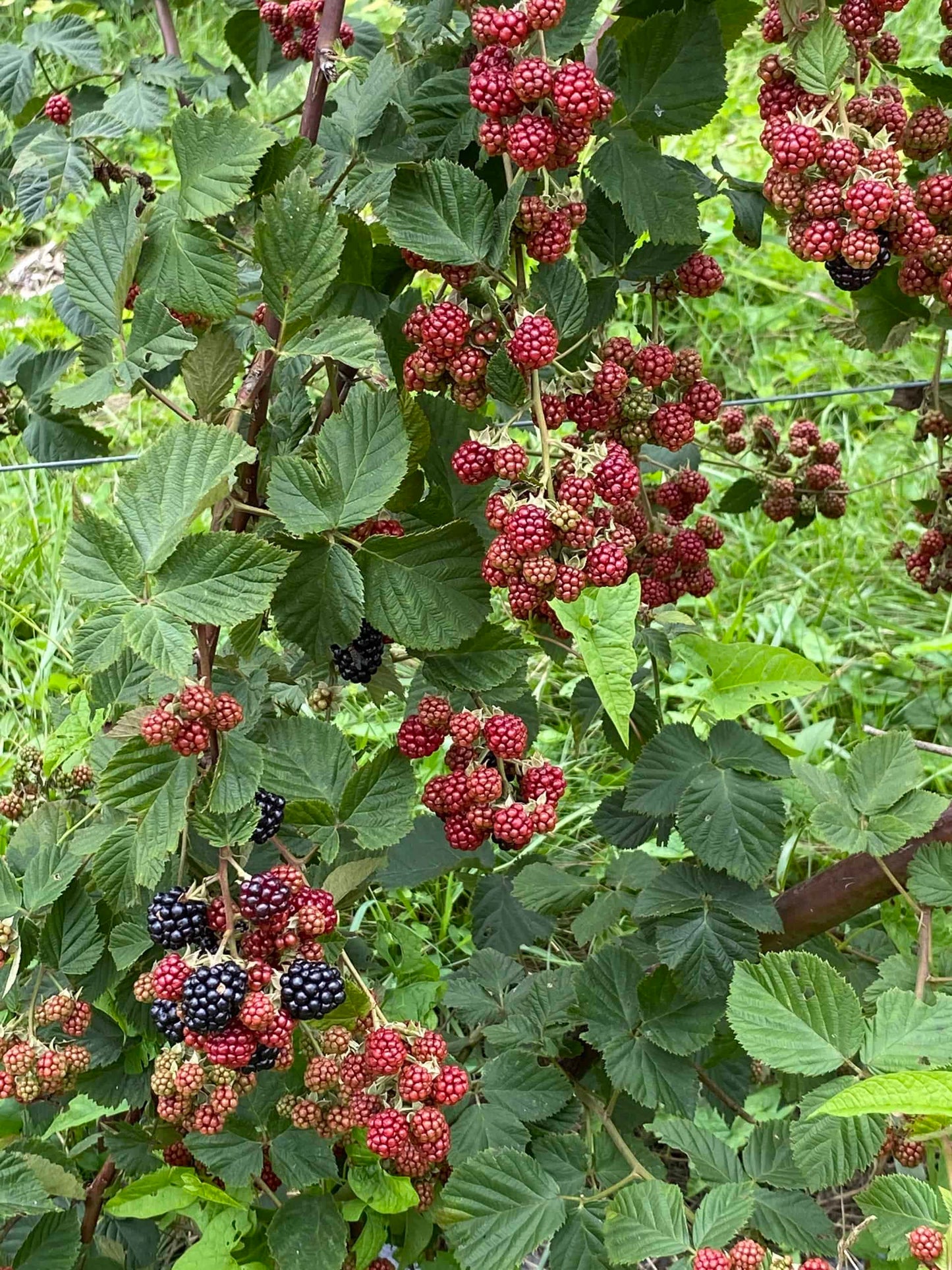 Chester Blackberry Bundles - New!