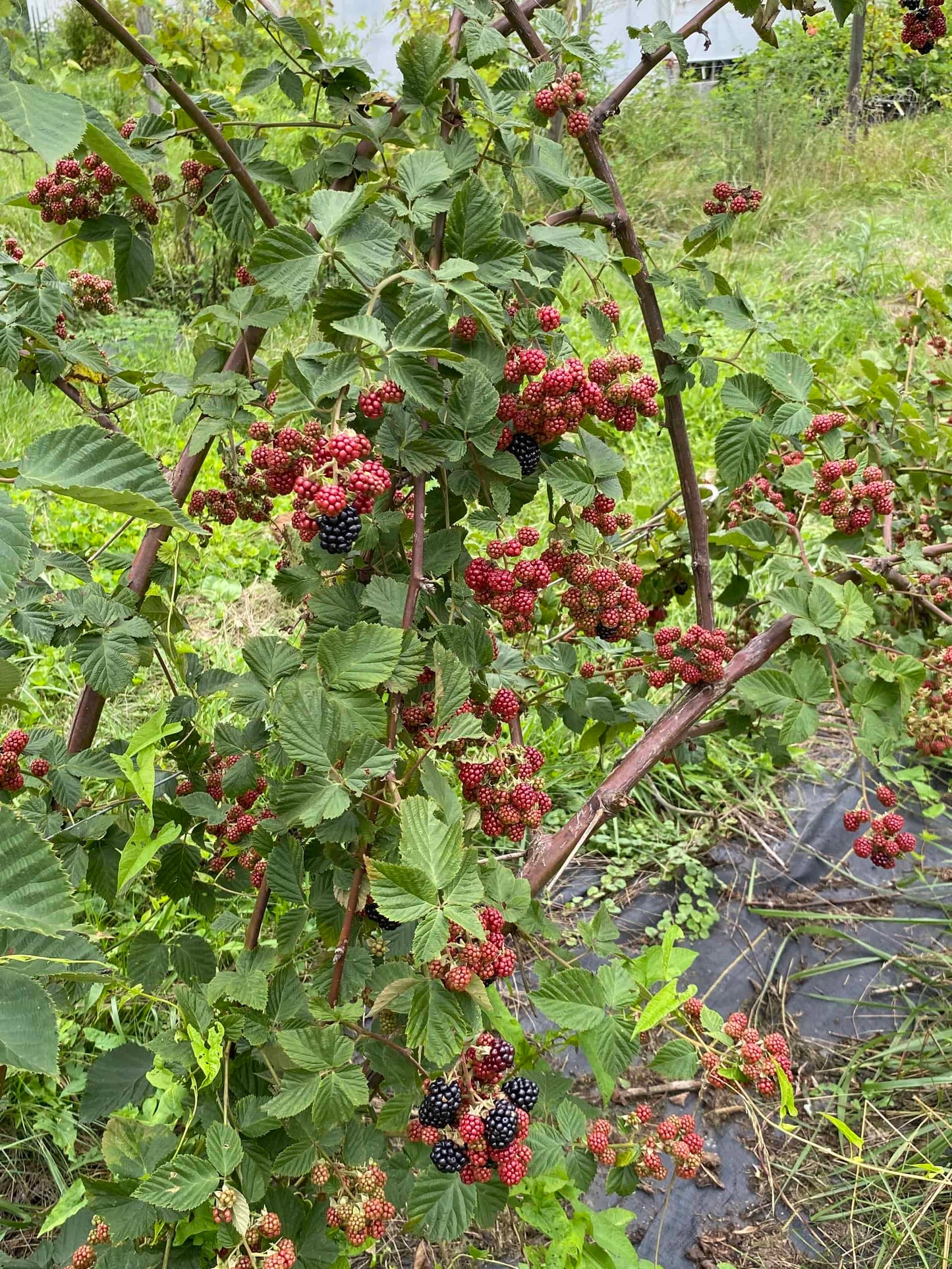 Chester Blackberry Bundles - New!