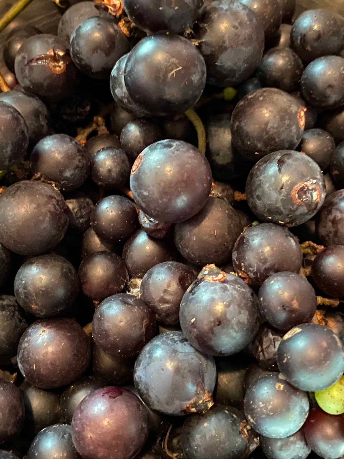 Mrs. Munson Grape - Naturally Grown