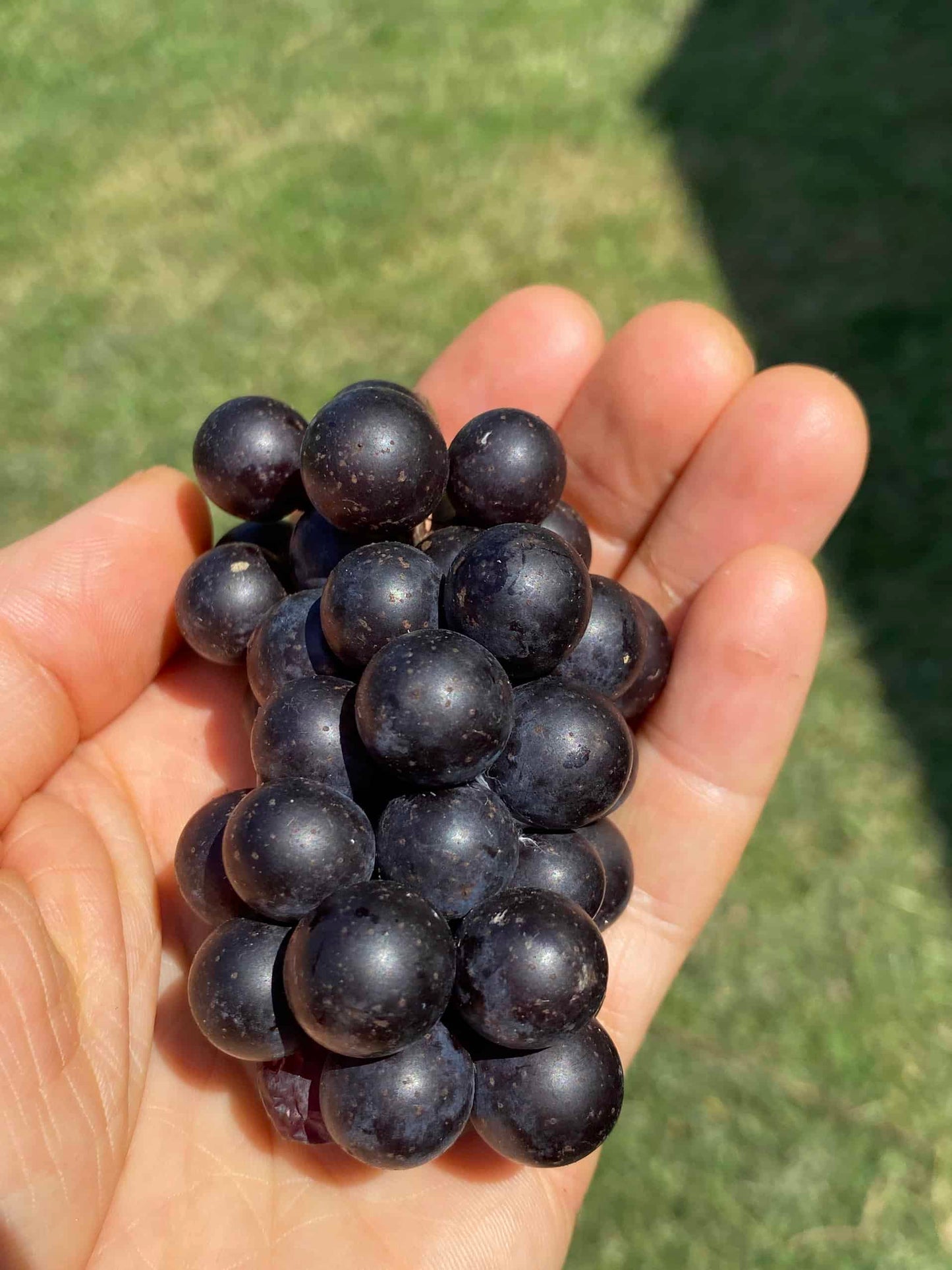 Mrs. Munson Grape - Naturally Grown