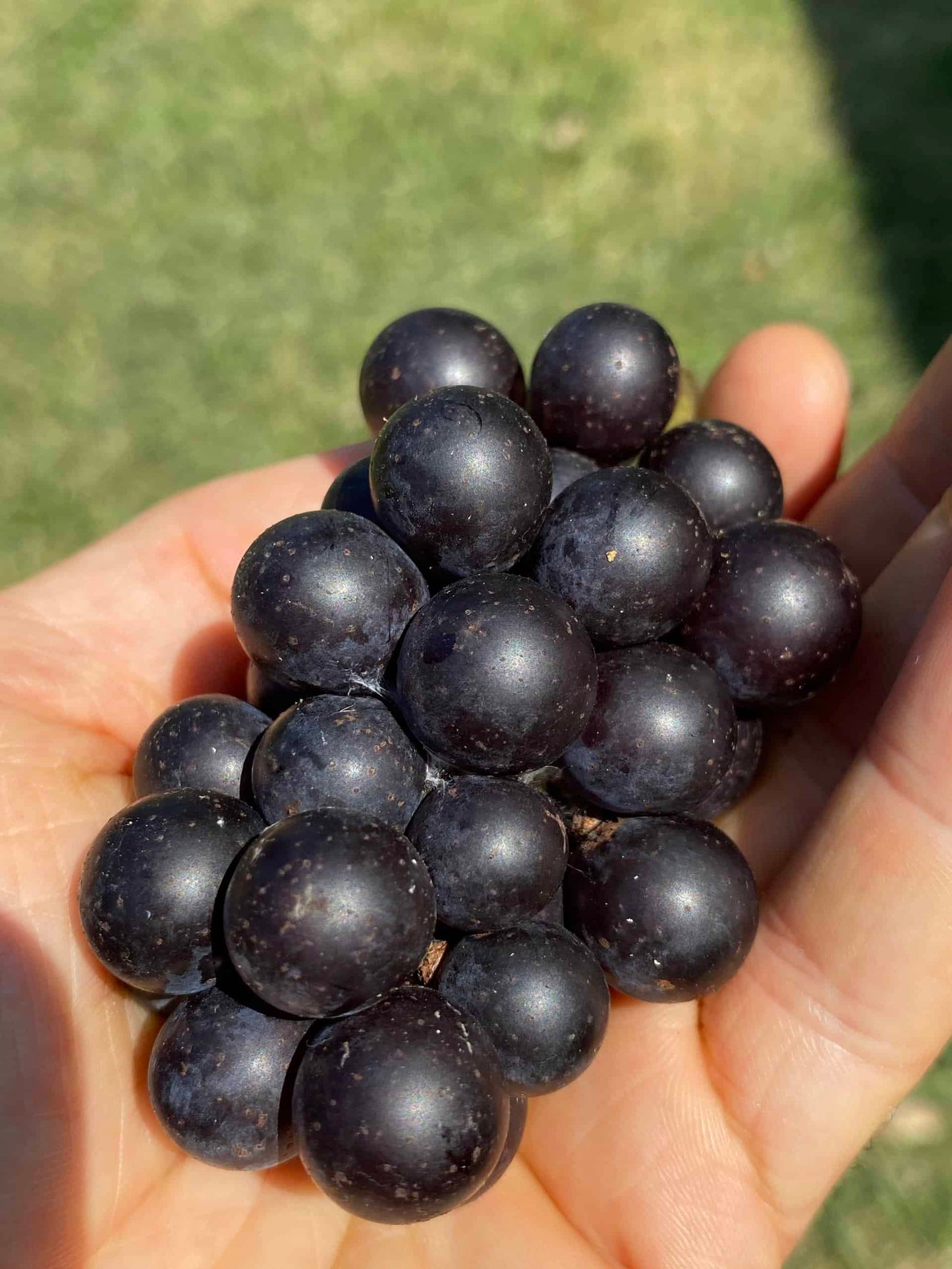 Mrs. Munson Grape - Naturally Grown
