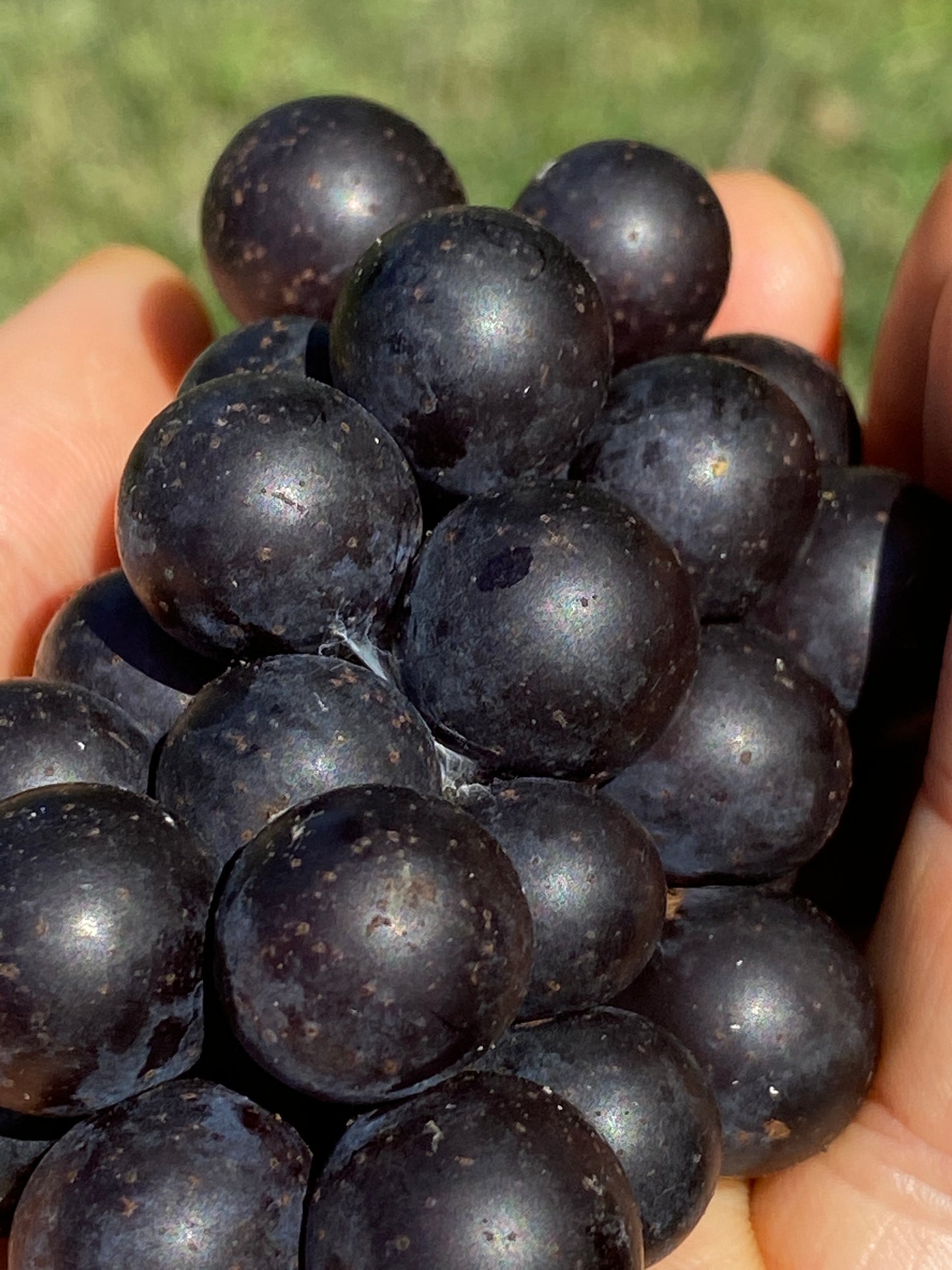 Mrs. Munson Grape - Naturally Grown