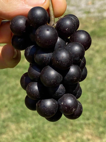 Mrs. Munson Grape - Naturally Grown