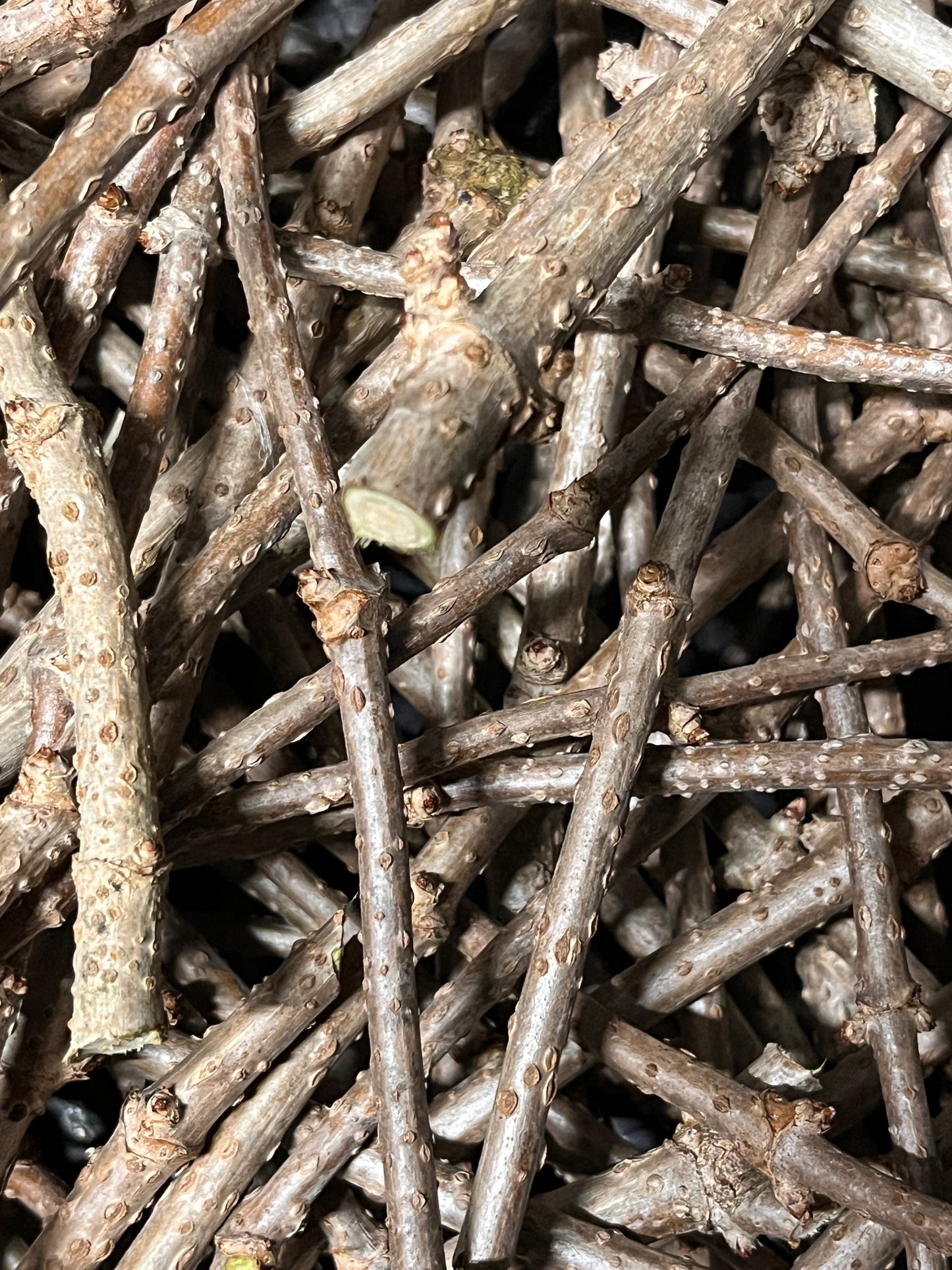 Elderberry Cuttings | Peaceful Heritage Nursery