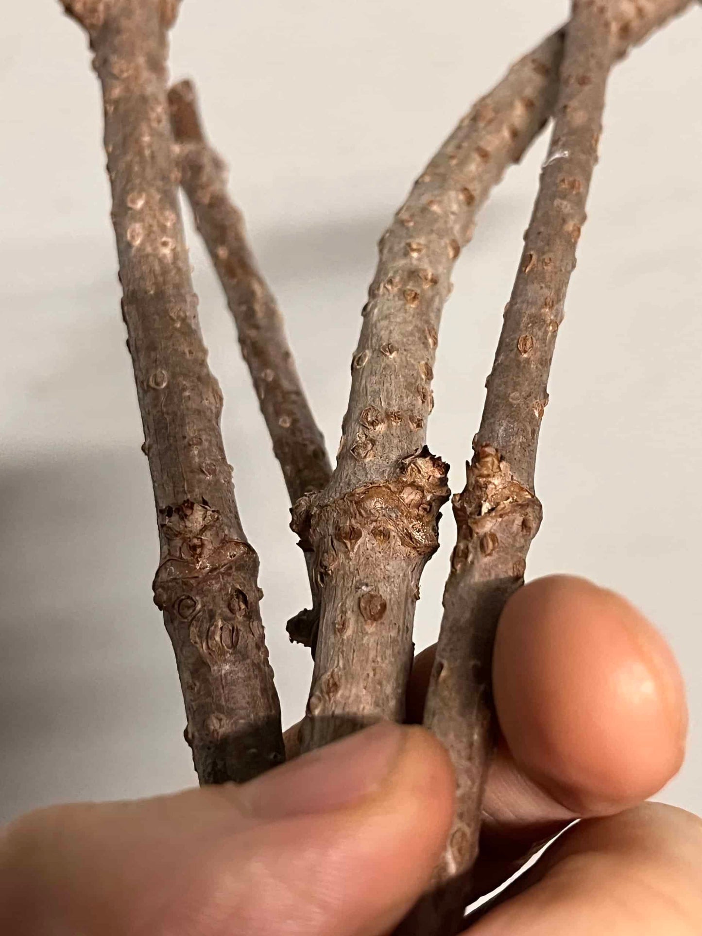 Elderberry Cuttings | Peaceful Heritage Nursery