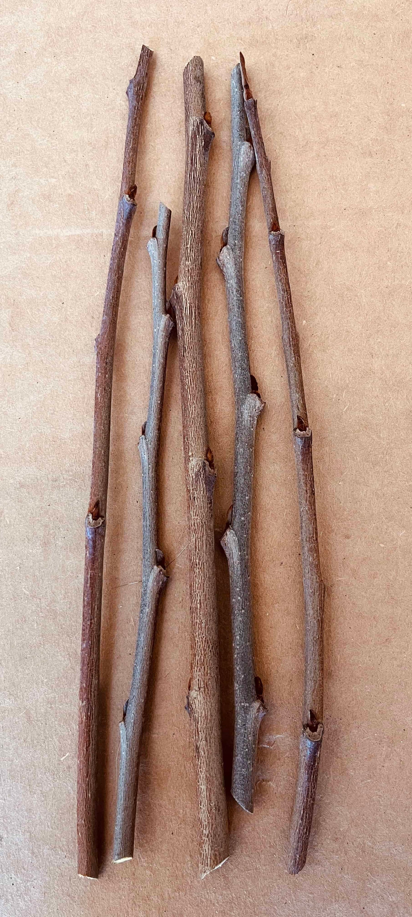 Pawpaw Scion Wood | Peaceful Heritage Nursery