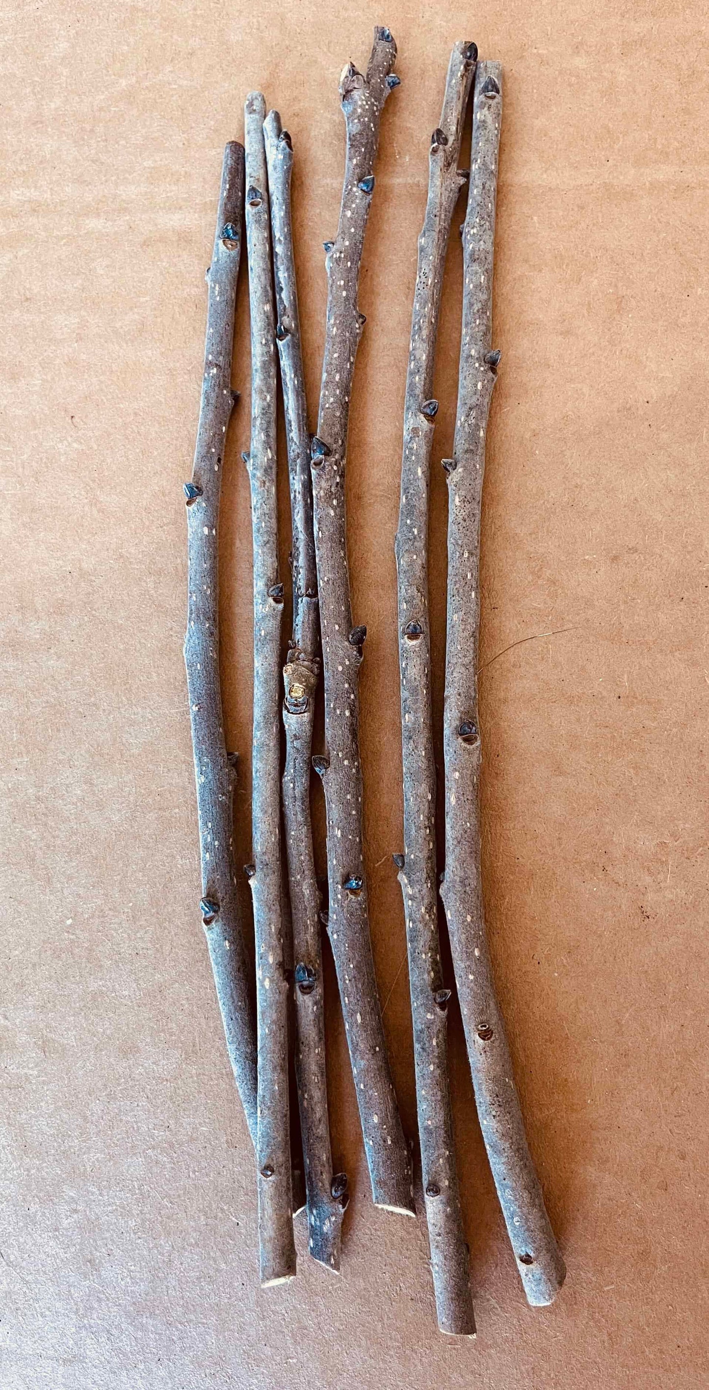Persimmon Scion Wood | Peaceful Heritage Nursery