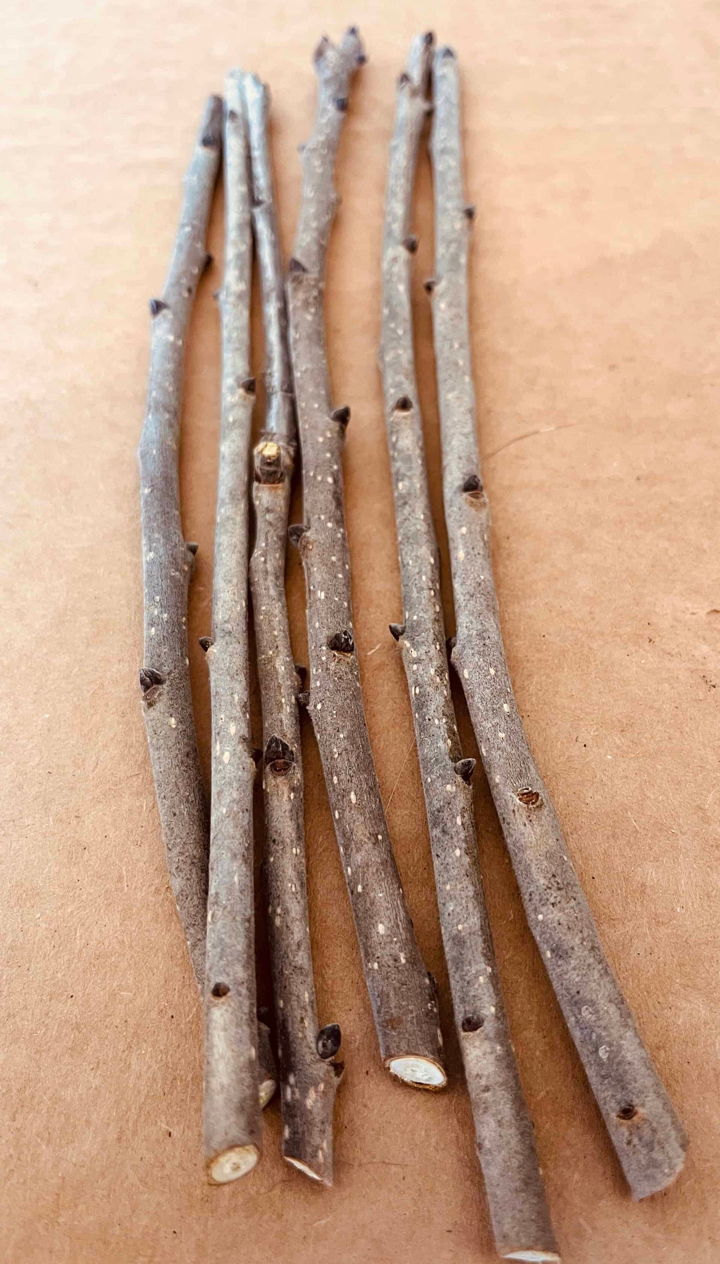 Persimmon Scion Wood | Peaceful Heritage Nursery