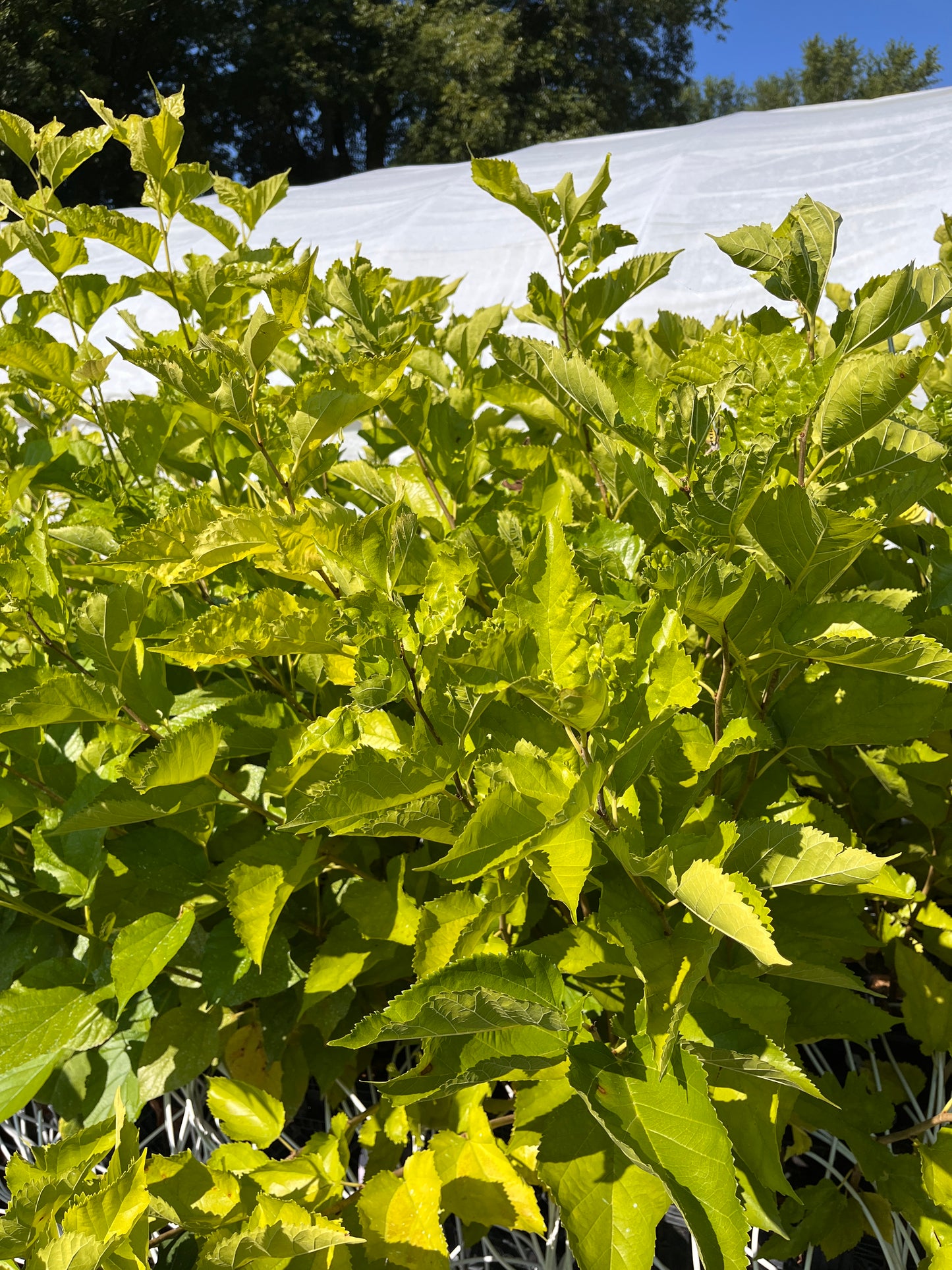 Asheville Delite Mulberry Tree | Naturally Grown