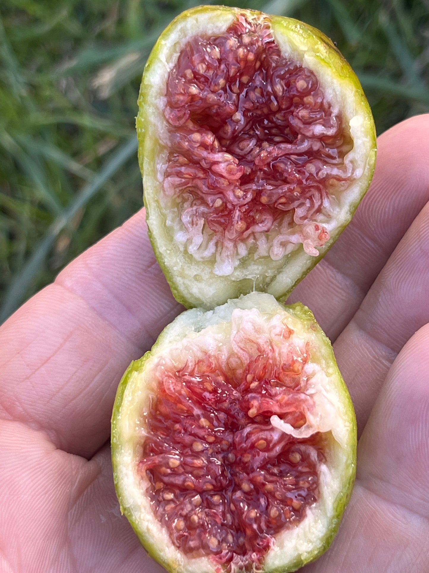 LSU Strawberry Fig Tree- Naturally Grown