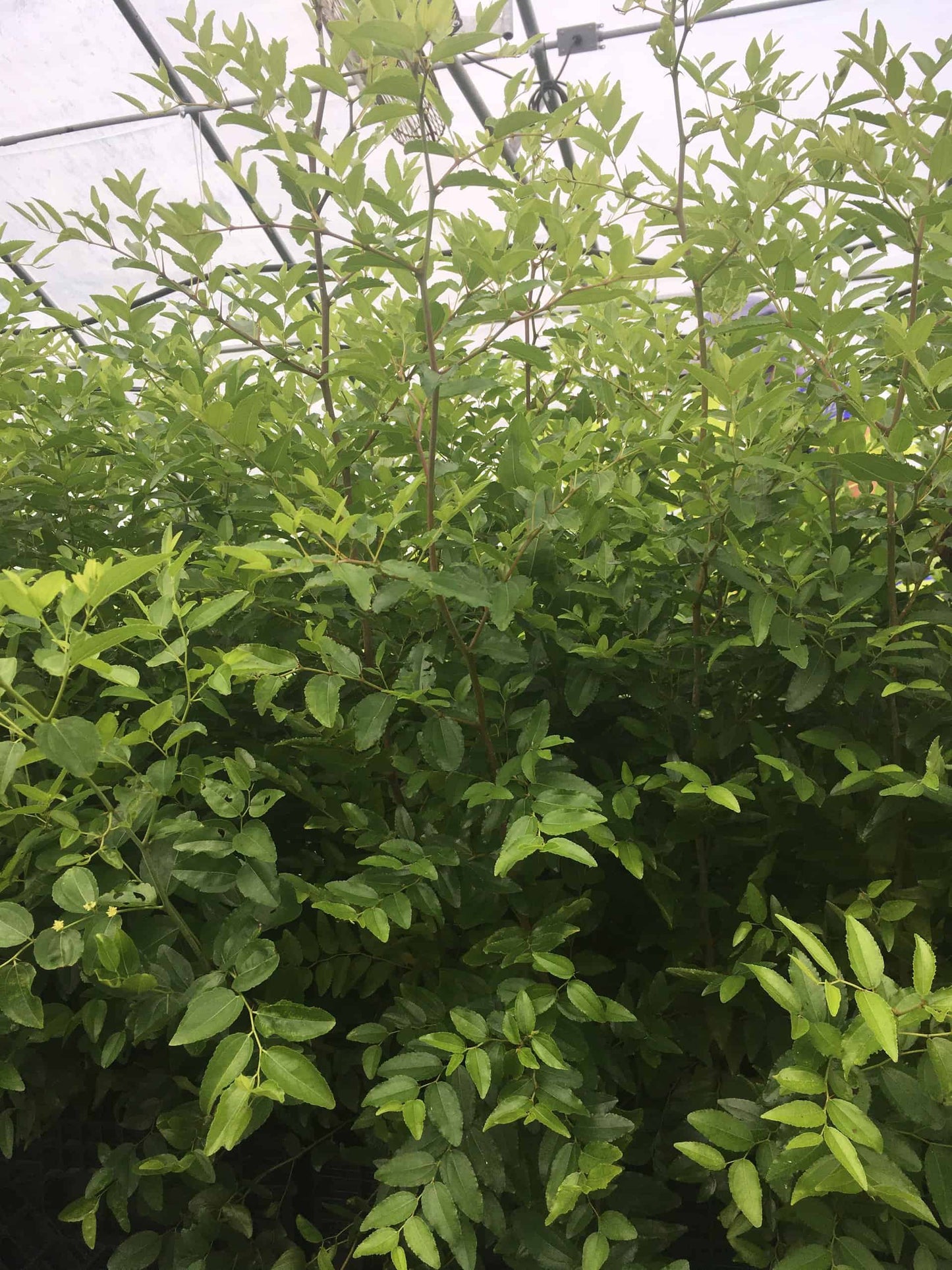 Jujube 2- Year Seedlings - Zizyphus spinosa NATURALLY GROWN